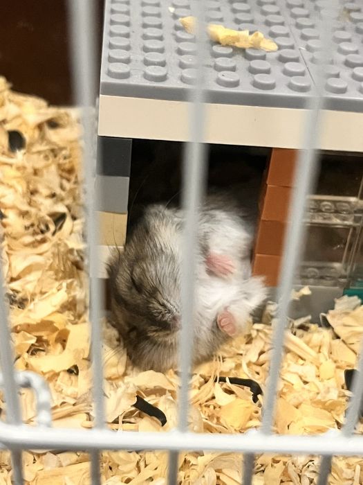 Хомяки,джунгарский