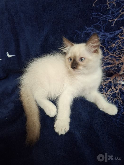 Ragdoll zotli mushuk sotiladi