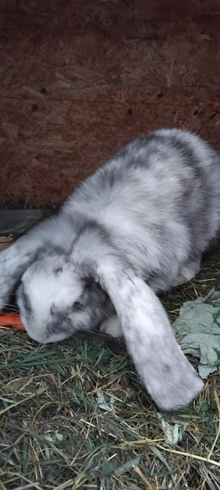 Vând iepurasi diferite rase