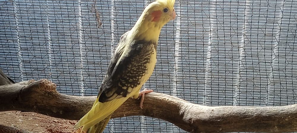 Papagali Nimfă și agapornis pui