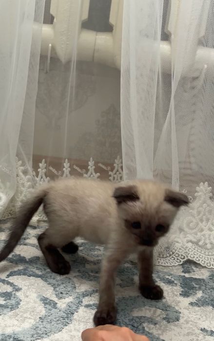 Отдаем котенка в добрые руки!