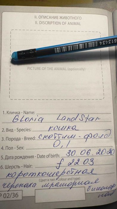 Отдам в хорошие руки двух кошечек
