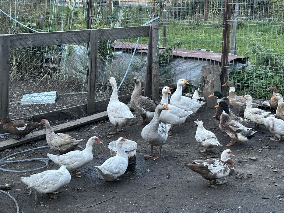 Rate si gaste de vanzare