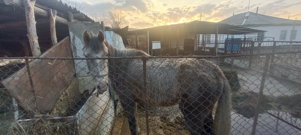 Даю Кобылу на обмен