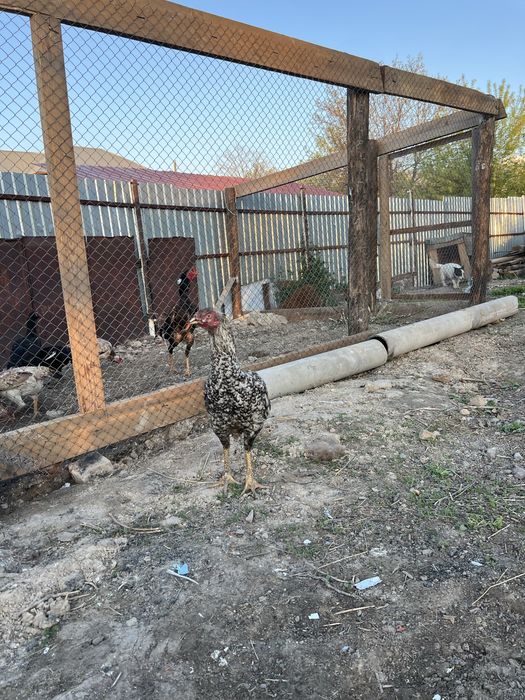 Продаеться дакан