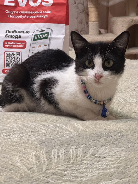 Кошка в добрые руки. Девочка, 11 месяцев. Привита и стерилизованна