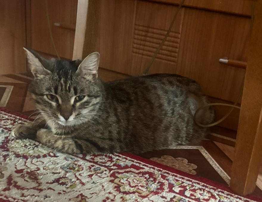 Пристраивается кошечка - читайте описание