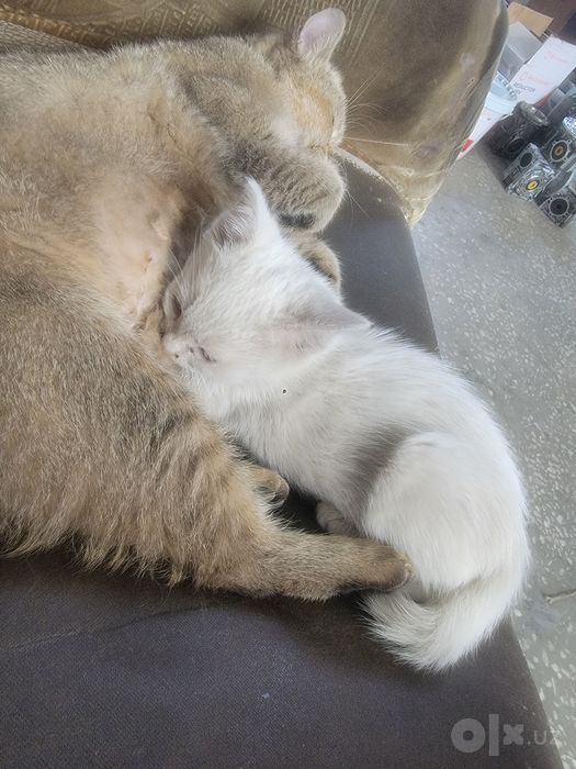 Кошки отдам даром в добрые руки