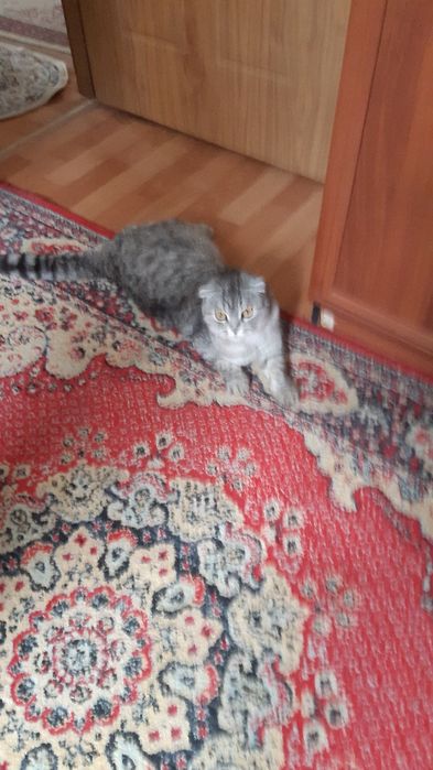 Продам шотландский кот