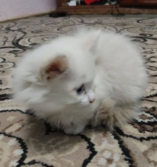 Продаются 2 сибирских катёнка,оба мальчика