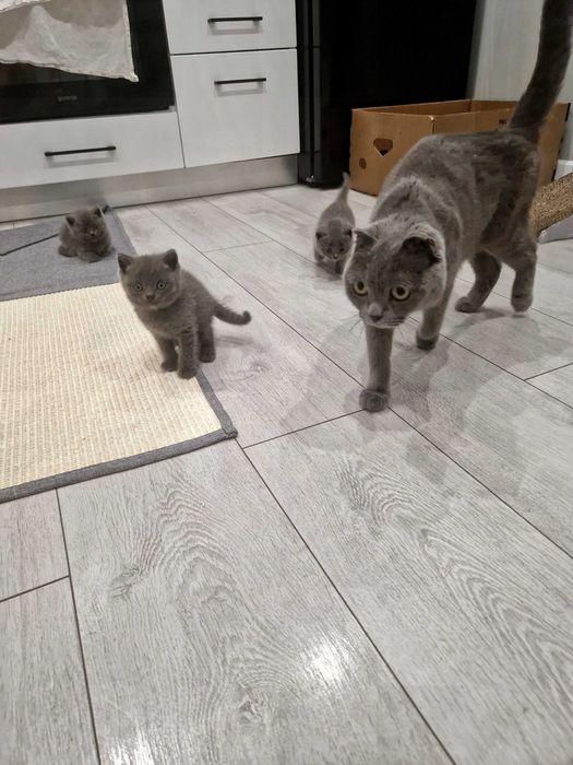 Британски котенца