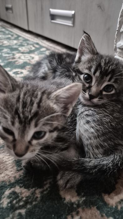 Отдам котят даром!!!