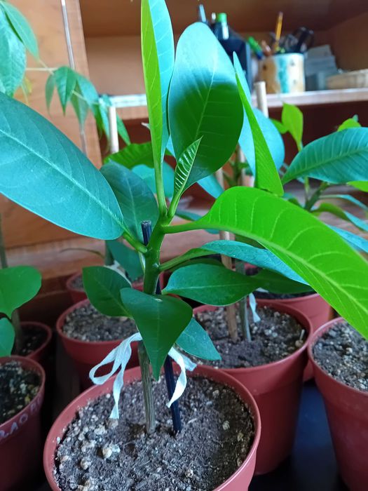 Екзотика за дома - семена и растения