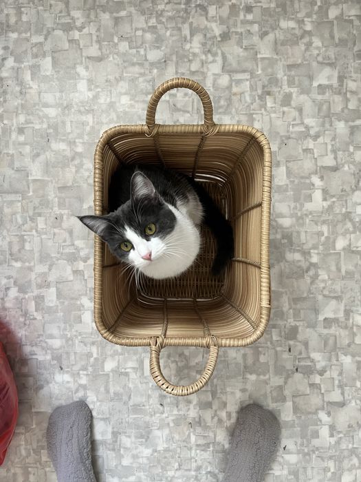 Кошечка в заботливые руки