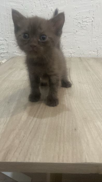 Британские котята.