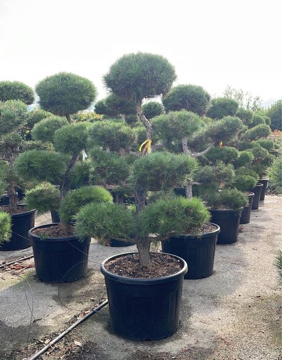 Pom pon! Spirala! Eunimus globular!