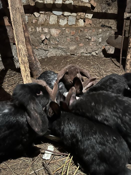 Кролики француский баран 1,5месяца