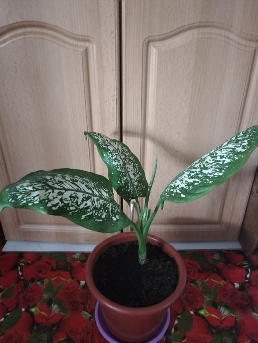 Продам Цветок Дифенбахию!
