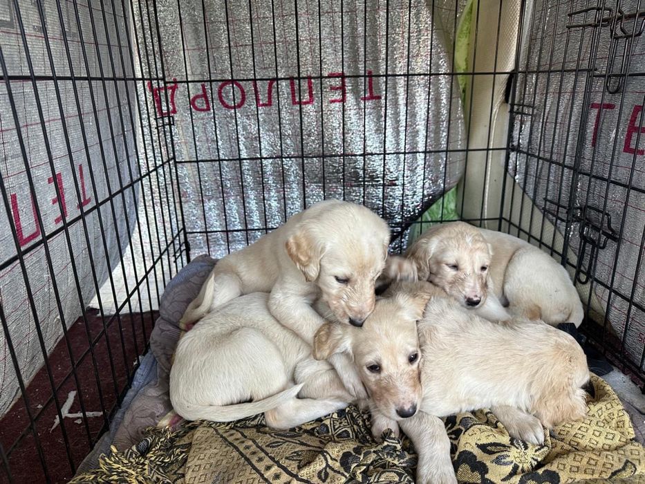 Щенки Кумай тазы