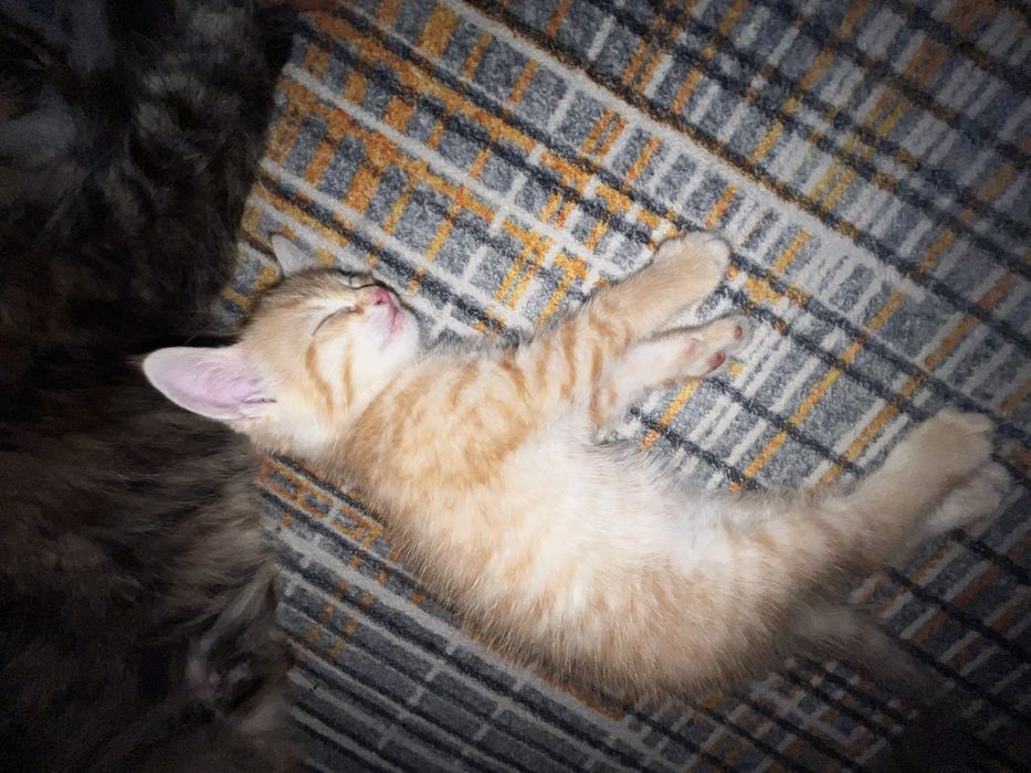 Котенок бесплатно