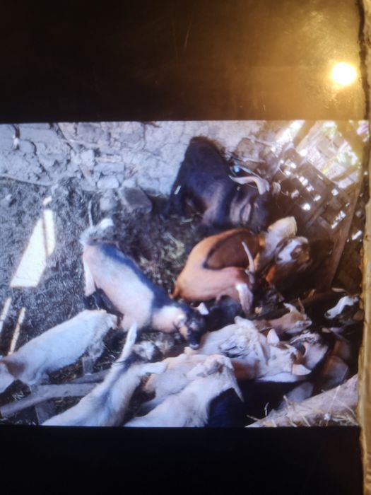 Vând capre și iezi