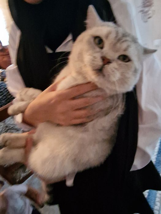 Кот серебристый шиншилла