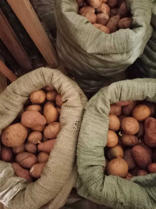 Продам домашний семенной картофель