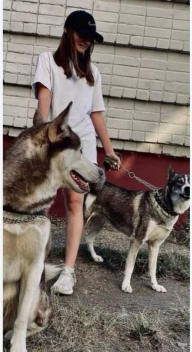 Дресировка собак