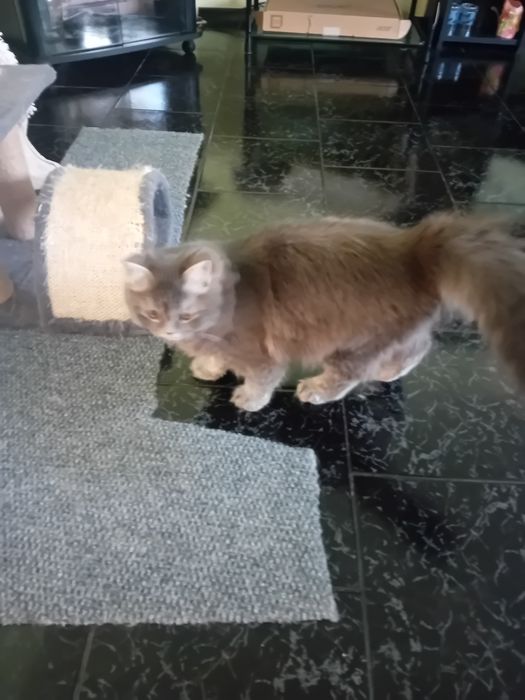 Персиец мъжки котарак