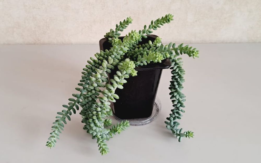 Суккуленты  Суккуленты