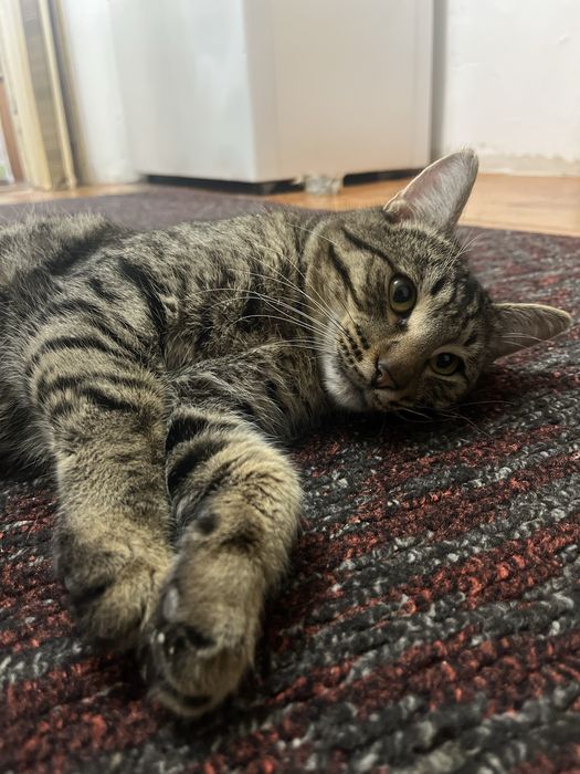 Еркек мысық тегін