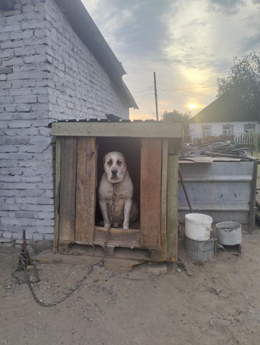 Продам щенят алабаев
