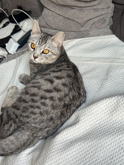 Кошка, помесь бенгала с шотландской