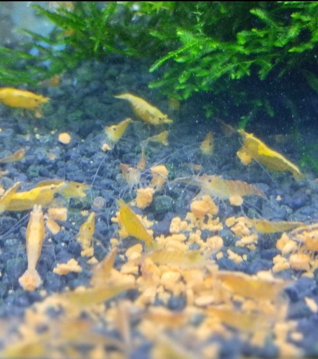 Creveti acvariu galbeni,yellow shrimp,creveți acvariu