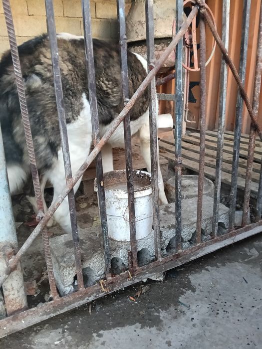 Сао 1.5 года продается