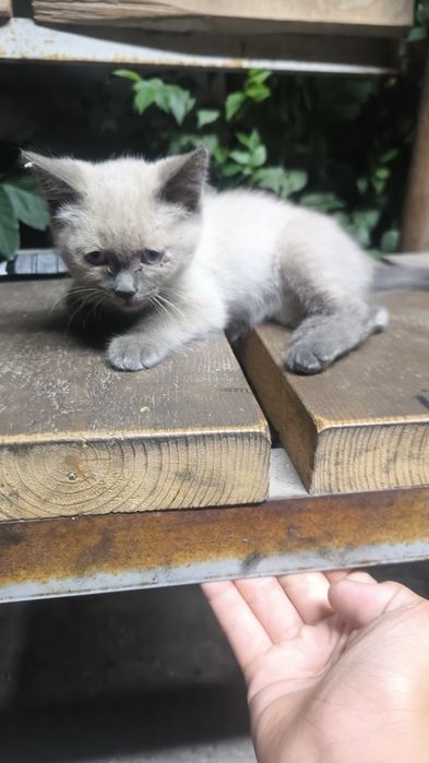 Сиамский котенок