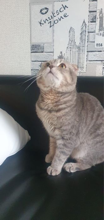 Котята шотландские