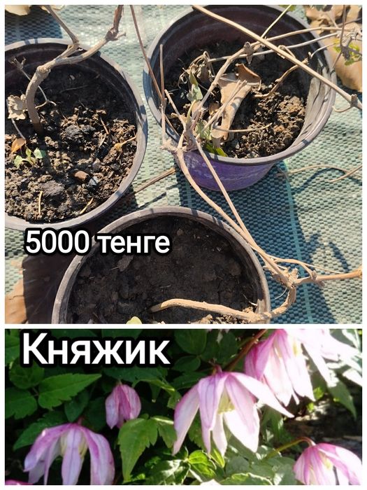 Продам цветы садовые