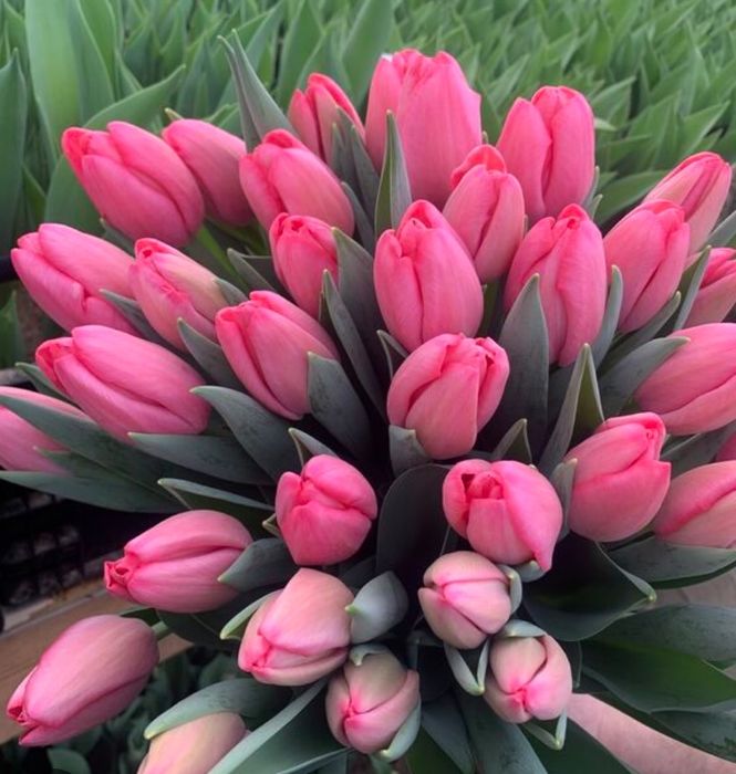 Тюльпаны из голандии