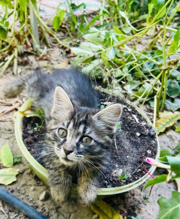 Котенок  очень красивый