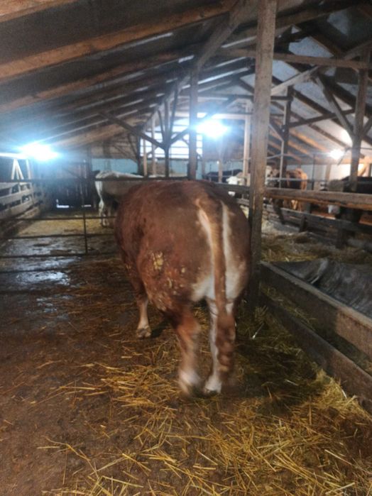 Vand un taur limuzine si o juninca metis angus