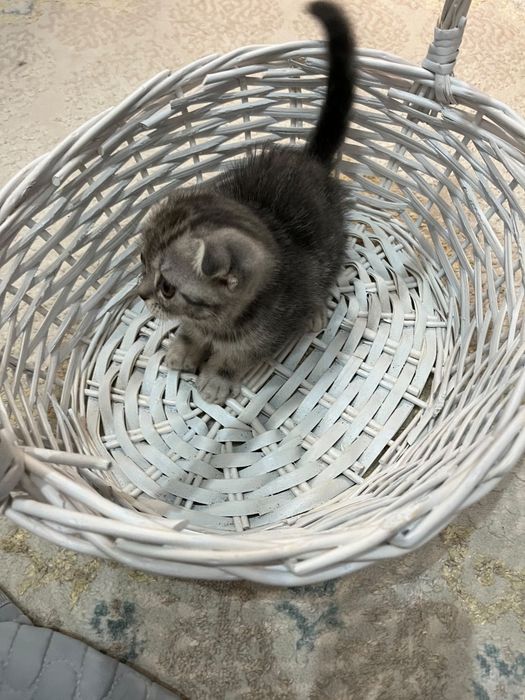 Продам котенка срочно!
