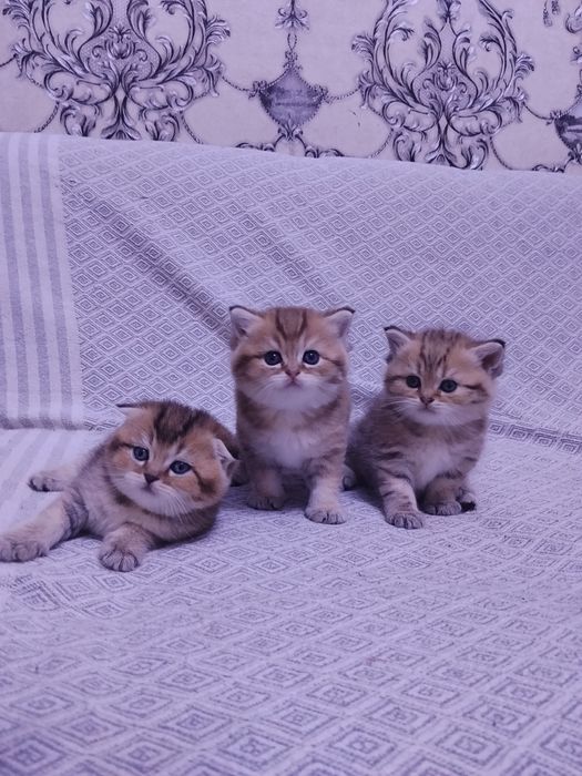 Британские котята шиншилла