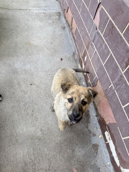 домащние щенята