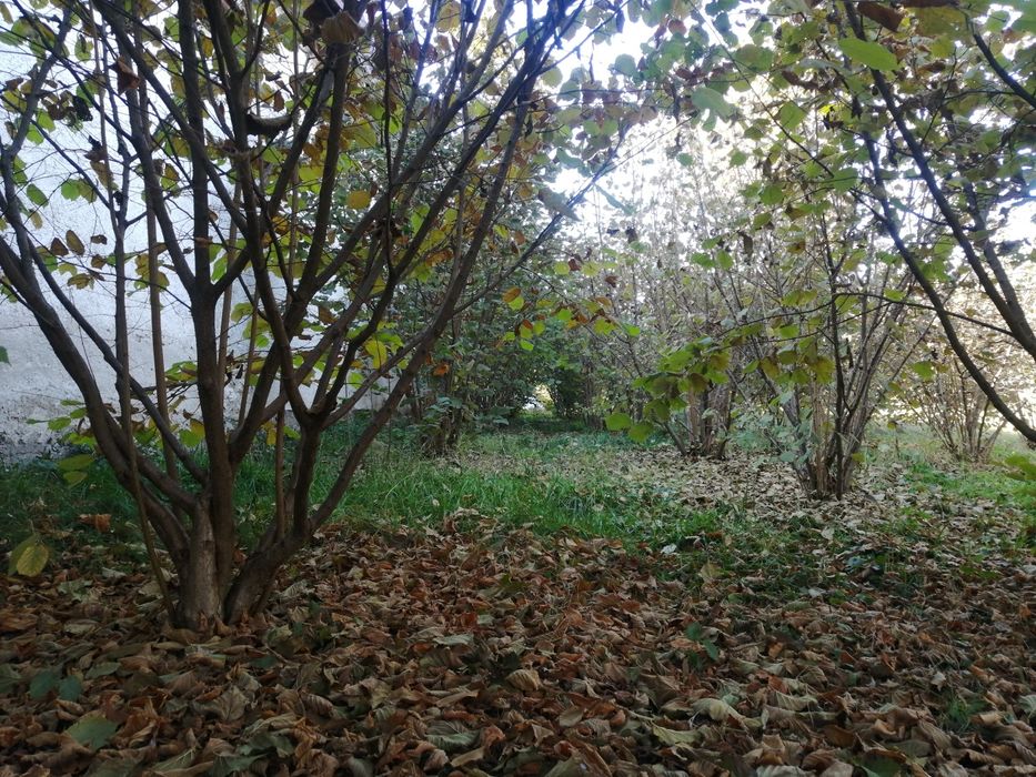 Alune de pădure de cultură