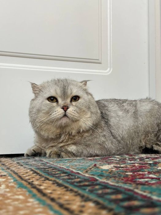 Scottish fold sotiladi.