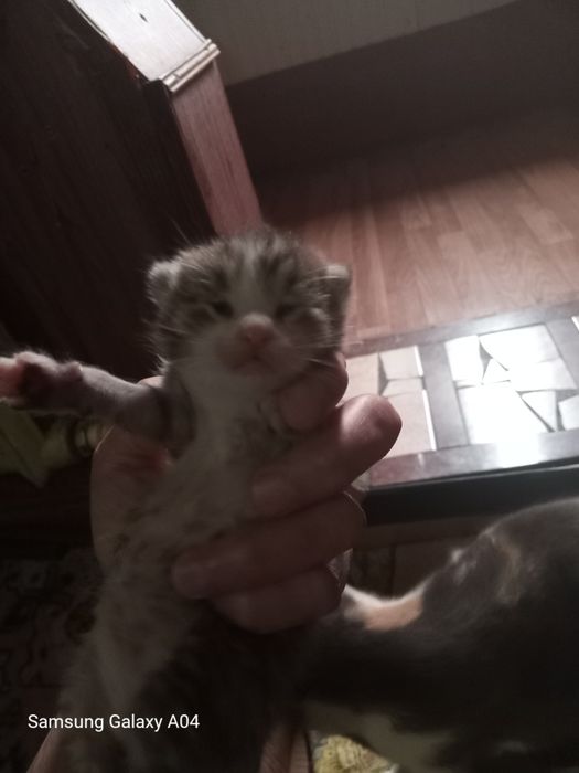 Продам котят в хорошии руки