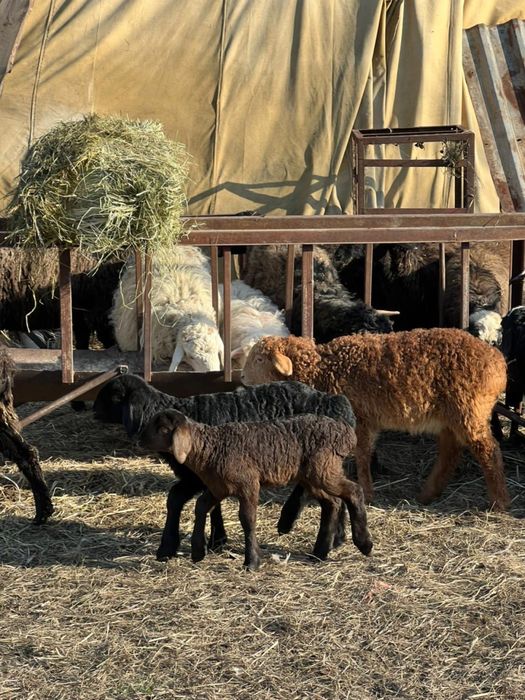 Бараны ягнята матки кошкар