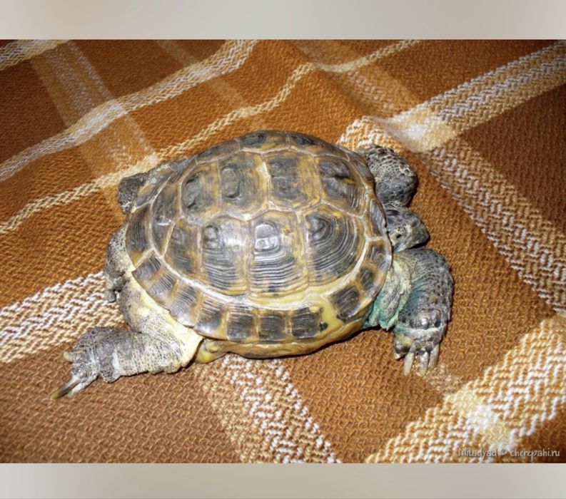 Сухопутная черепаха