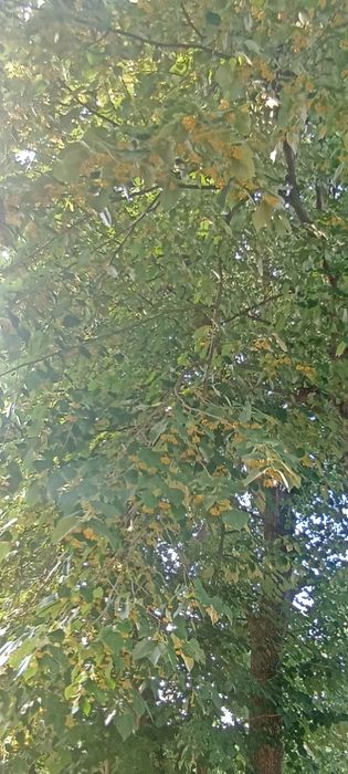 Пчелен мед реколта 2025